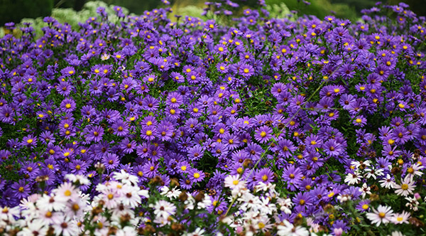 Blomster vokser bedre når de får rikelig med næring og god jord